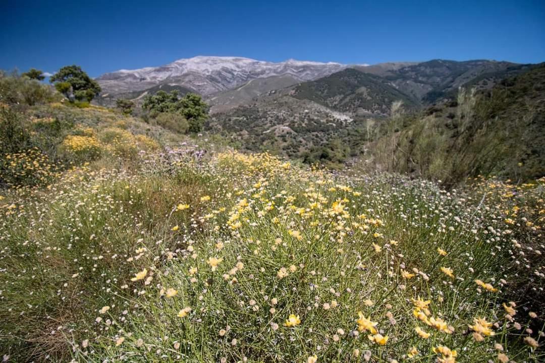 El Almendro * Árchez